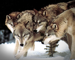 Image result for 1964å1′12æï¼æä»¬å°åé卿»è¥¿åæ¾ç¿ã